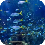 Logo of Aquarium 4K Video Wallpaper android Application 